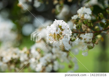 白縐myb花 白縐myb花 142201016