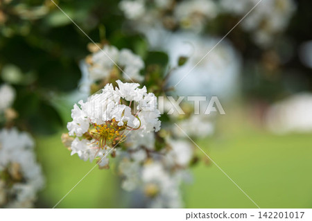 White crape myb flower White crape myb flower 142201017