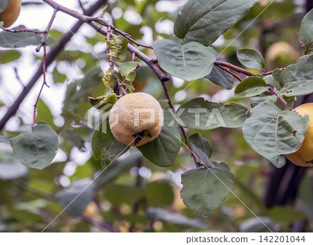 Yellow Quince Fruit Growing on Cydonia oblonga Tree Yellow Quince Fruit Growing on Cydonia oblonga Tree 142201044