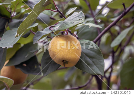 Ripe Yellow Quince Fruit Cydonia oblonga on Tree Ripe Yellow Quince Fruit Cydonia oblonga on Tree 142201045
