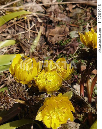 花 花 142201048