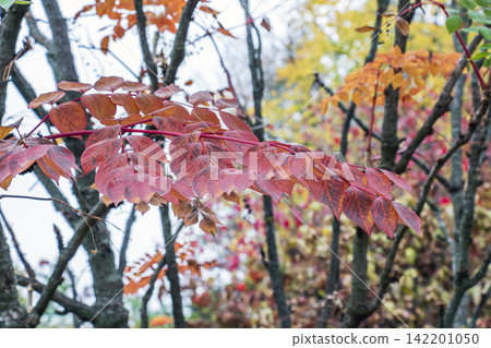 Colorful Autumn Foliage of Aralia elata Colorful Autumn Foliage of Aralia elata 142201050