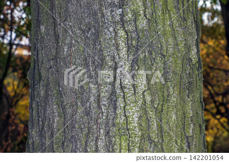 Textured Bark of Gleditsia triacanthos Tree Trunk Textured Bark of Gleditsia triacanthos Tree Trunk 142201054
