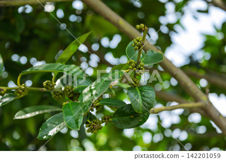 Ilex latifolia (postcard tree) Ilex latifolia (postcard tree) 142201059