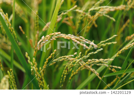 Rice early harvest Rice early harvest 142201129