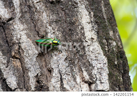 Close-up of the Japanese jewel beetle Close-up of the Japanese jewel beetle 142201154