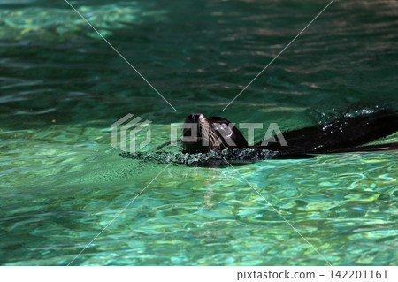 California sea lions swim comfortably across the green surface of the water. California sea lions swim comfortably across the green surface of the water. 142201161