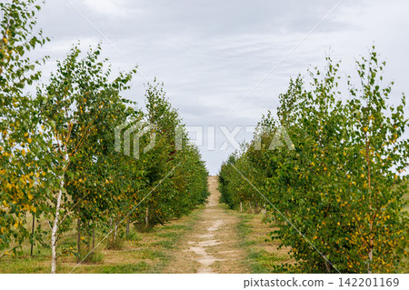 A tree-lined path in a pasture A tree-lined path in a pasture 142201169