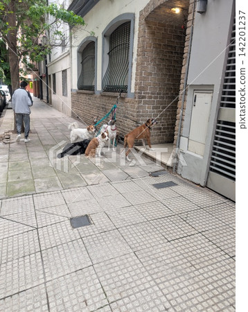 Buenos Aires, Argentina - October 27, 2025: Group of Dogs Outside Residential Building 142201237