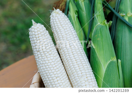 Harvested corn Harvested corn 142201289