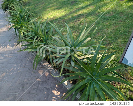 Aloe arborescens Rosettes Along Garden Path Aloe arborescens Rosettes Along Garden Path 142201325