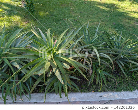 Mature Aloe arborescens Succulents in Garden Bed Mature Aloe arborescens Succulents in Garden Bed 142201326