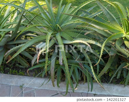 Leaf Rosette of Aloe arborescens with Toothed Margins Leaf Rosette of Aloe arborescens with Toothed Margins 142201327