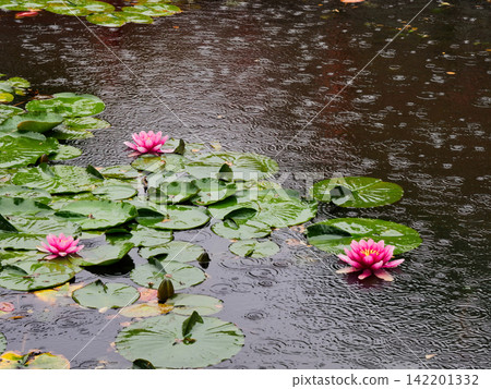 雨中的八郎沼澤與睡蓮 雨中的八郎沼澤與睡蓮 142201332