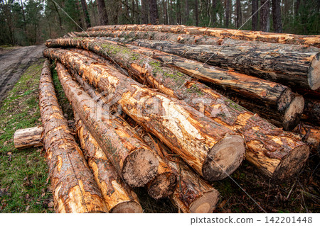 Agriculture and forestry. Trunk of pine tree log. Timber product logging warehouse. Wood lumber material. Tree cover loss. Wood log. Environmental issues. Logging of timber. Cutting trees Agriculture and forestry. Trunk of pine tree log. Timber product logging warehouse. Wood lumber material. Tree cover loss. Wood log. Environmental issues. Logging of timber. Cutting trees 142201448