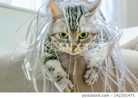 A cat got tangled in a plastic string while playing and couldn't move. A cat got tangled in a plastic string while playing and couldn't move. 142201475