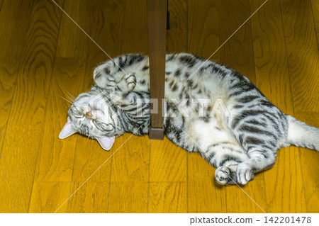 A cat sleeping in a relaxed, belly-up position. A cat sleeping in a relaxed, belly-up position. 142201478