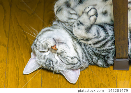 A cat sleeping in a relaxed, belly-up position. A cat sleeping in a relaxed, belly-up position. 142201479