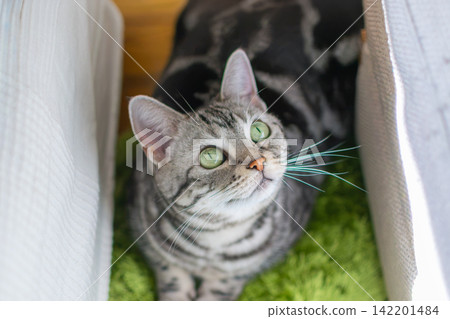 A cute cat hiding behind furniture and gazing upwards. A cute cat hiding behind furniture and gazing upwards. 142201484