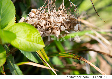 serene dried plant close-up in natural outdoor setting with green leaves and brown tones, detailed nature photography for botanical studies and seasonal change themes. 142201510