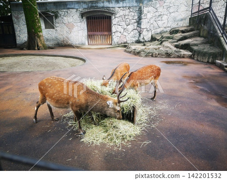 Inokashira natural cultural park's deer Inokashira natural cultural park's deer 142201532