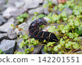 A hawk moth larva searching for its food plant. 142201551