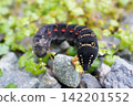 A hawk moth larva searching for its food plant. 142201552