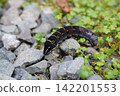 A hawk moth larva searching for its food plant. 142201553