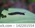 Larvae of the striped hawk moth feeding on taro leaves. 142201554