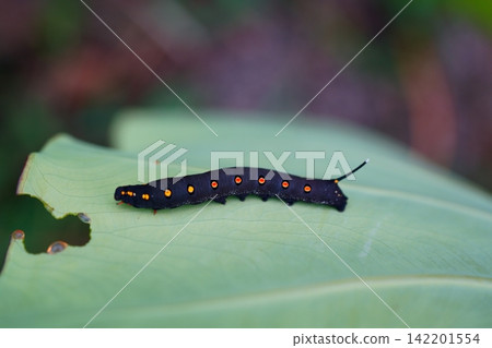 Larvae of the striped hawk moth feeding on taro leaves. 142201554
