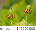 The still-green dogwood berries The still-green dogwood berries 142201602