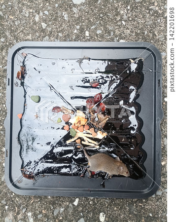 Wet rodent trap with dead mouse, insects, leaves, and debris on pavement Wet rodent trap with dead mouse, insects, leaves, and debris on pavement 142201698