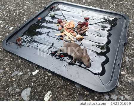 Gray rat on black tray with scattered food scraps outdoors Gray rat on black tray with scattered food scraps outdoors 142201699
