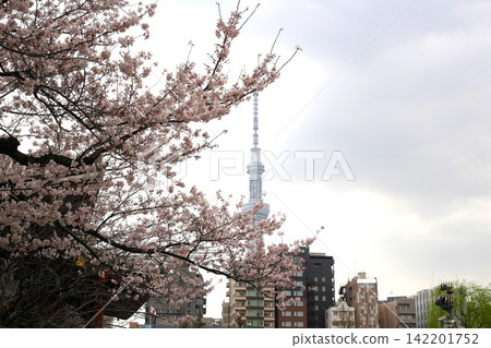 在盛開和東京天空樹的櫻花 在盛開和東京天空樹的櫻花 142201752