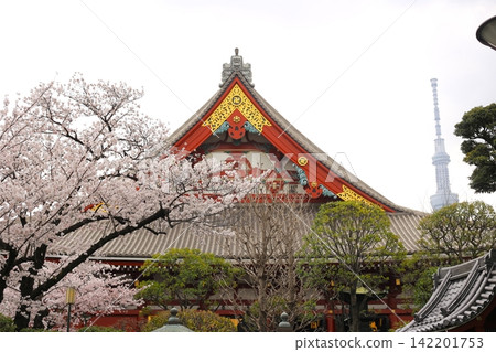 淺草寺內櫻花盛開 淺草寺內櫻花盛開 142201753