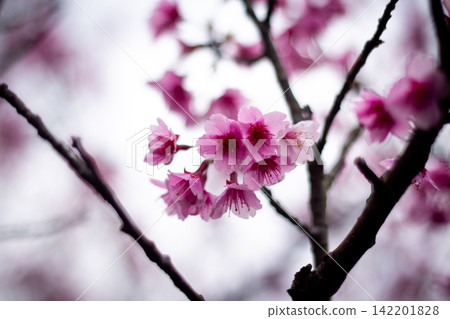 Pink Taiwan Cherry Blossom Cluster Framed by Dark Tree Branches 142201828