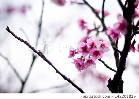 Pink Taiwan Cherry Blossoms with Generous Bright Copy Space Pink Taiwan Cherry Blossoms with Generous Bright Copy Space 142201829