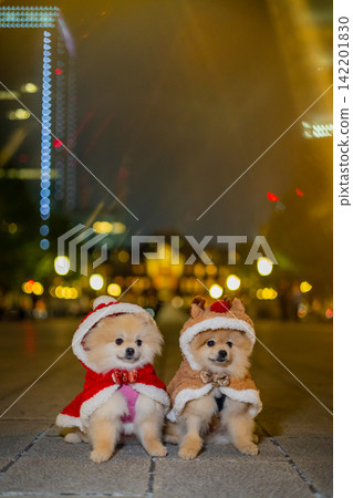 Two Festive Pomeranian Dogs in Christmas Costumes with Night Bokeh Two Festive Pomeranian Dogs in Christmas Costumes with Night Bokeh 142201830