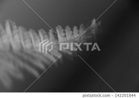 Abstract Black and White Motion Blur of Fern Leaves 142201844