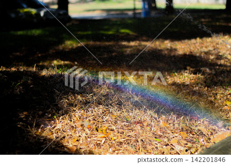 Sunlit Garden Sprinkler Creating Rainbow Over Wet Grass Sunlit Garden Sprinkler Creating Rainbow Over Wet Grass 142201846
