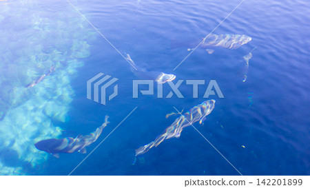 School of Fish Swimming in Clear Blue Spring Water in Japan School of Fish Swimming in Clear Blue Spring Water in Japan 142201899