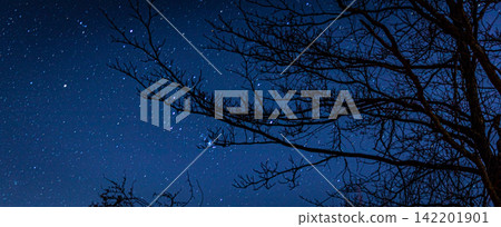 Bare Tree Branches Framing a Deep Blue Starry Night Sky Bare Tree Branches Framing a Deep Blue Starry Night Sky 142201901