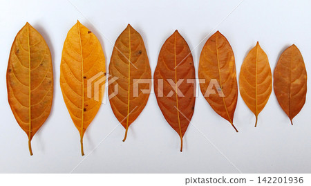 Collection of dry jackfruit leaves with autumn colors. Collection of dry jackfruit leaves with autumn colors. 142201936