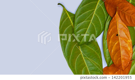 A pile of fresh and dry jackfruit leaves with empty space. A pile of fresh and dry jackfruit leaves with empty space. 142201955