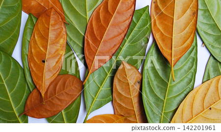 Fresh green leaves and dry brown leaves. 142201961