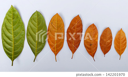 Jackfruit leaves changing color from green to brown. Jackfruit leaves changing color from green to brown. 142201970