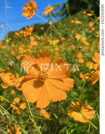 Yellow flower cosmos Yellow flower cosmos 142202094