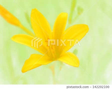 月見草(afw20260809162415) 月見草(afw20260809162415) 142202100