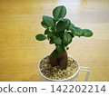 Potted cultivation of Ficus microcarpa Potted cultivation of Ficus microcarpa 142202214
