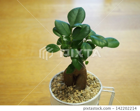 Potted cultivation of Ficus microcarpa Potted cultivation of Ficus microcarpa 142202214